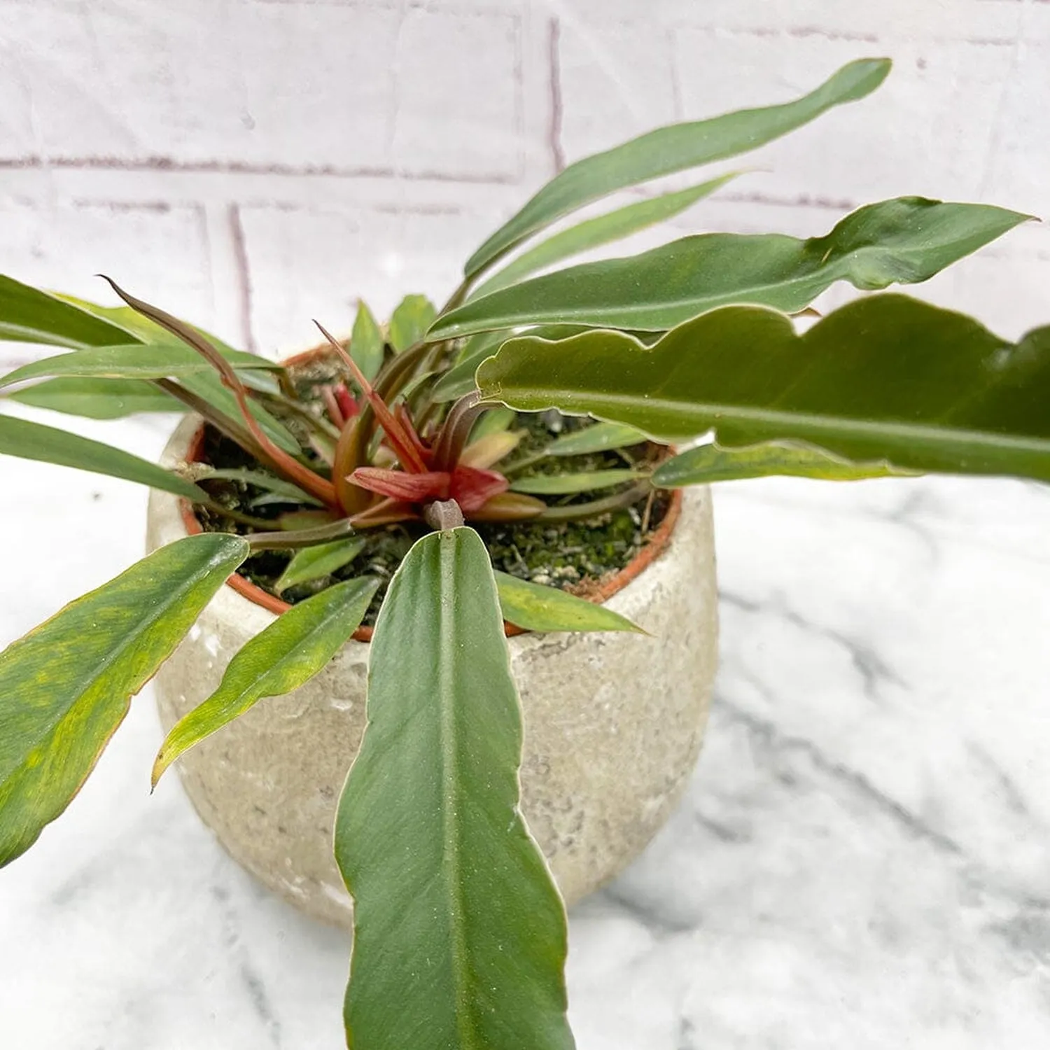 10 - 20cm Philodendron Caramel Pluto House Plant 12cm Pot